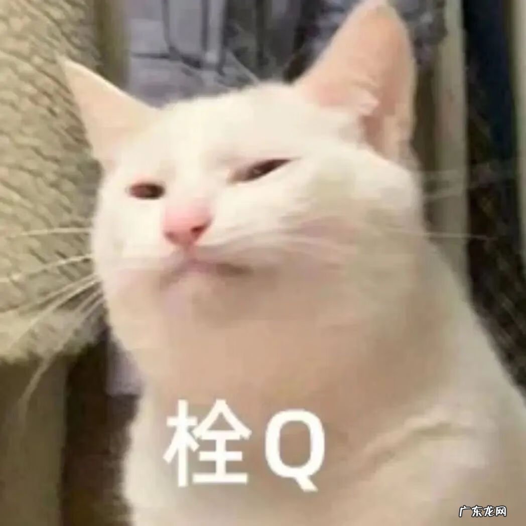 阴气重的人养猫好不好 阳气不足能养猫吗