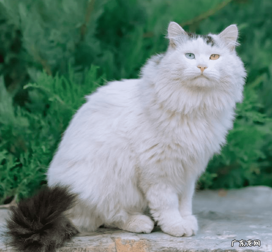 阴气重的人养猫好不好 阳气不足能养猫吗