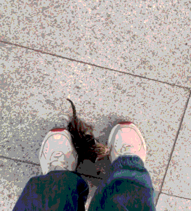 阴气重的人养猫好不好 阳气不足能养猫吗