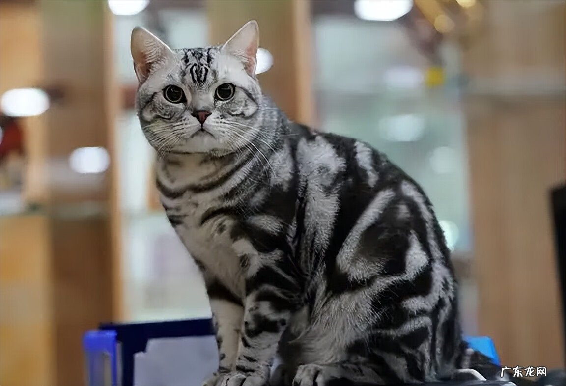 阴气重的人养猫好不好 阳气不足能养猫吗