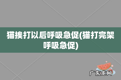 猫打完架呼吸急促 猫挨打以后呼吸急促