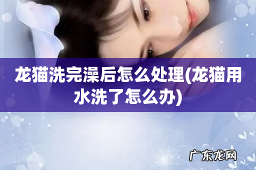 龙猫用水洗了怎么办 龙猫洗完澡后怎么处理
