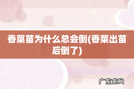 香菜出苗后倒了 香菜苗为什么总会倒