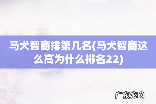 马犬智商这么高为什么排名22 马犬智商排第几名