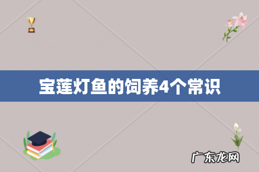 宝莲灯鱼的饲养4个常识