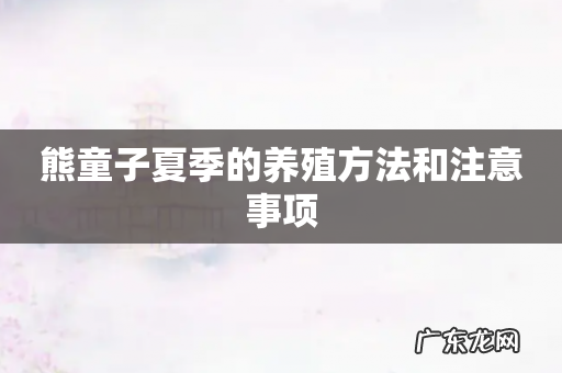 熊童子夏季的养殖方法和注意事项