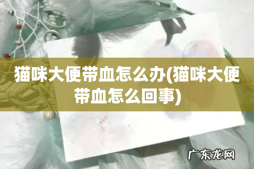 猫咪大便带血怎么回事 猫咪大便带血怎么办