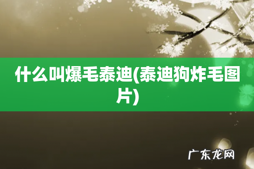 泰迪狗炸毛图片 什么叫爆毛泰迪