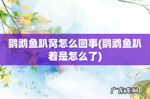 鹦鹉鱼趴着是怎么了 鹦鹉鱼趴窝怎么回事