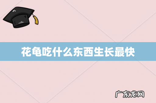 花龟吃什么东西生长最快