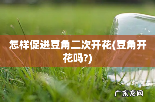 豆角开花吗? 怎样促进豆角二次开花