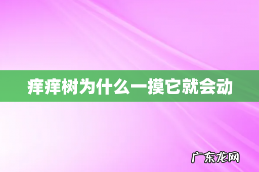 痒痒树为什么一摸它就会动