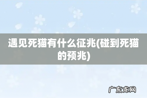 碰到死猫的预兆 遇见死猫有什么征兆