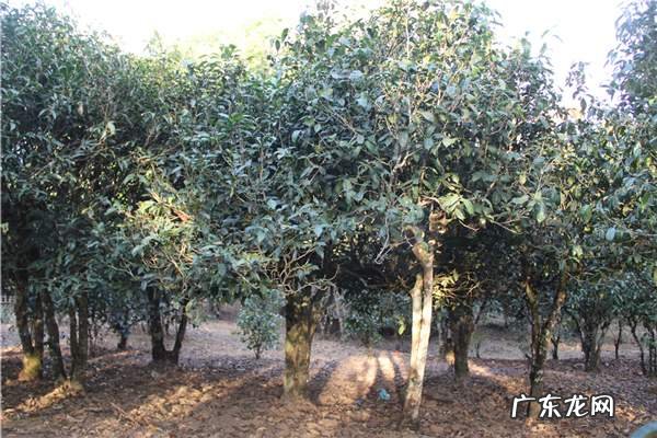 西双版纳最高的山峰 西双版纳有哪些山头