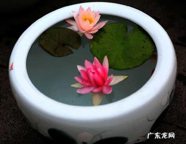 大门口种荷花与风水 门口种荷花风水位置