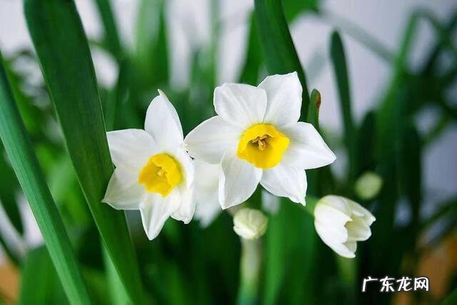 大门口种荷花与风水 门口种荷花风水位置