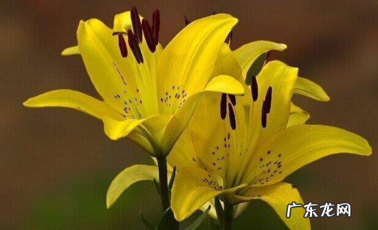 大门口种荷花与风水 门口种荷花风水位置