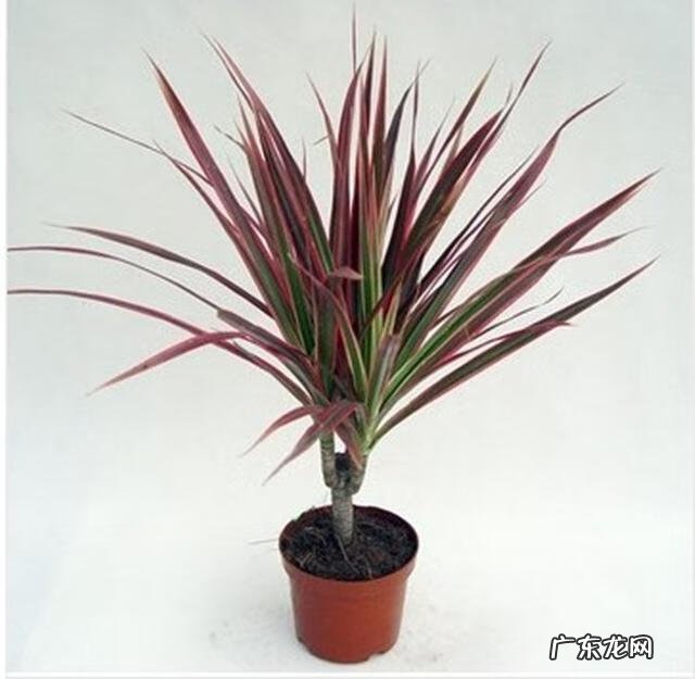 大门口种荷花与风水 门口种荷花风水位置