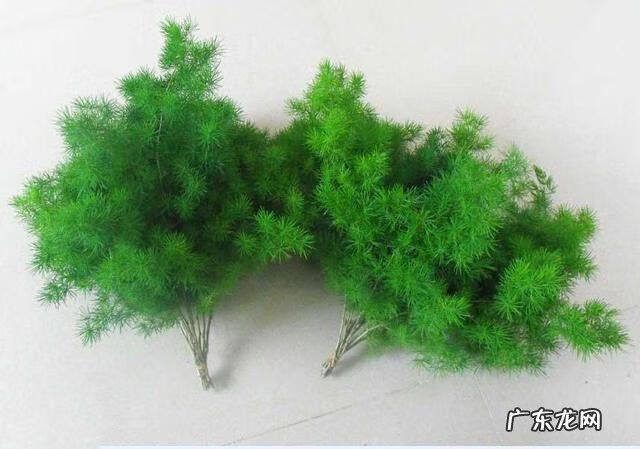 大门口种荷花与风水 门口种荷花风水位置