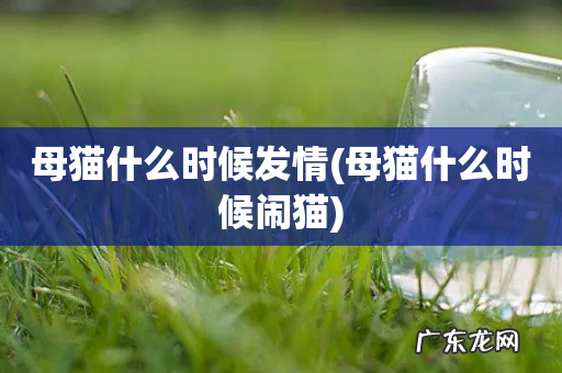 母猫什么时候闹猫 母猫什么时候发情