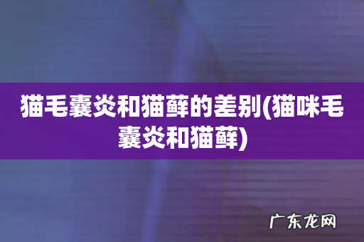猫咪毛囊炎和猫藓 猫毛囊炎和猫藓的差别
