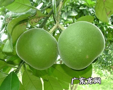 橘红是什么东西做的 橘红的功效与作用和适用人群