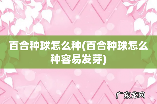 百合种球怎么种容易发芽 百合种球怎么种