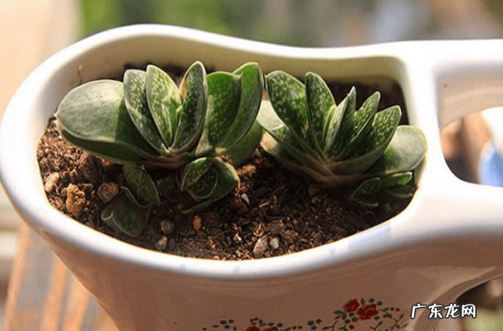 多肉植物招财吗 多肉 招财