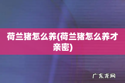 荷兰猪怎么养才亲密 荷兰猪怎么养