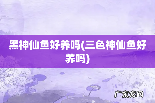 三色神仙鱼好养吗 黑神仙鱼好养吗