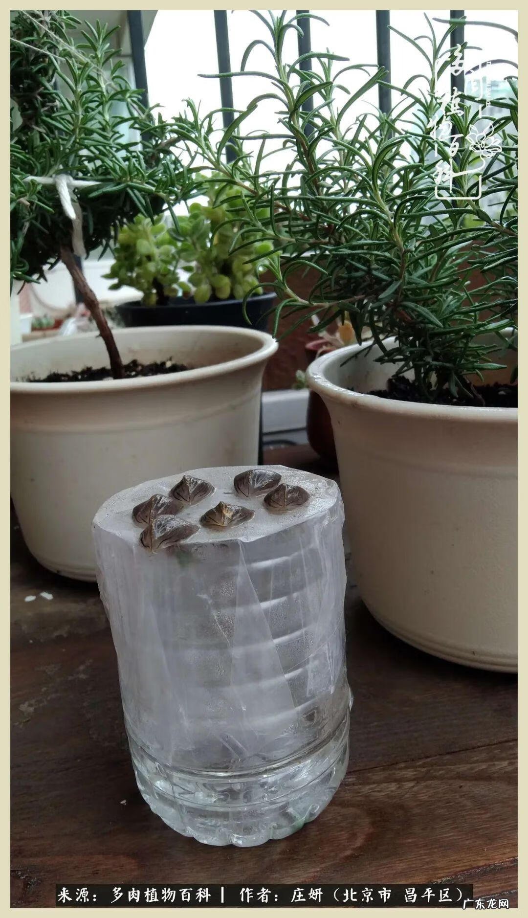 卡莱主教仙人球系列 巨大的仙人球后面在哪里