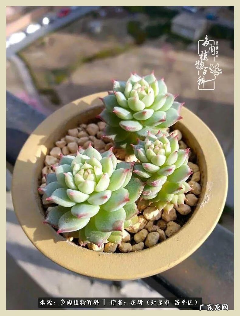 卡莱主教仙人球系列 巨大的仙人球后面在哪里