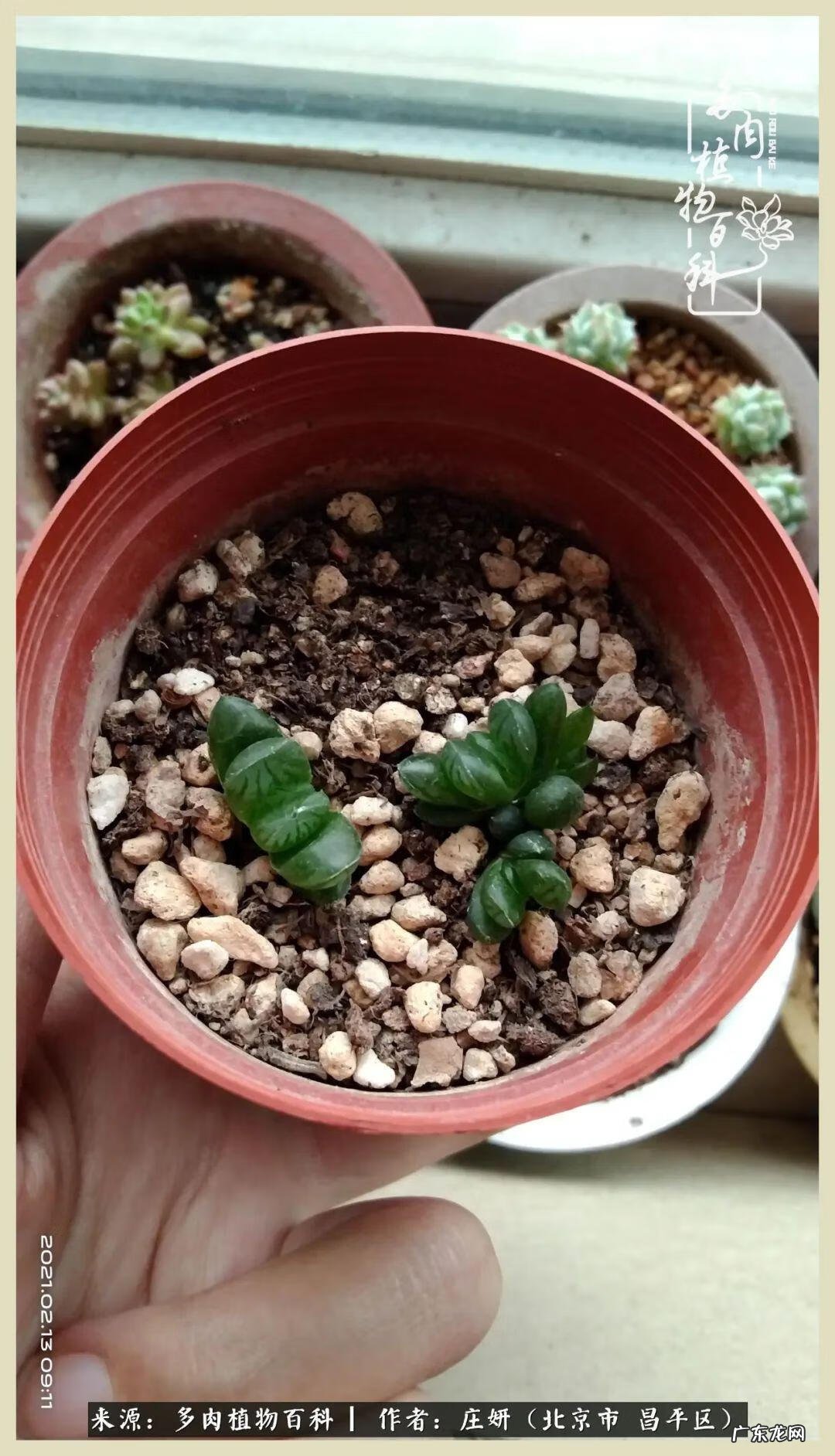 卡莱主教仙人球系列 巨大的仙人球后面在哪里