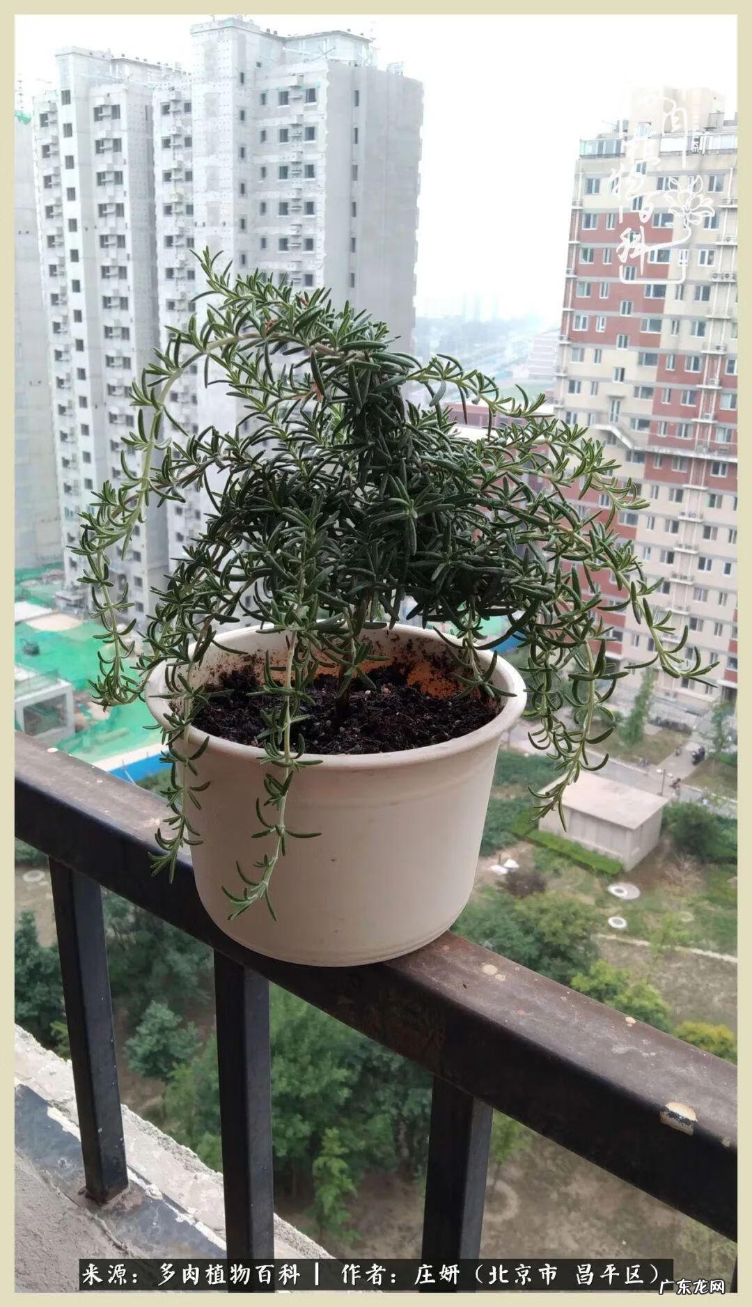 卡莱主教仙人球系列 巨大的仙人球后面在哪里