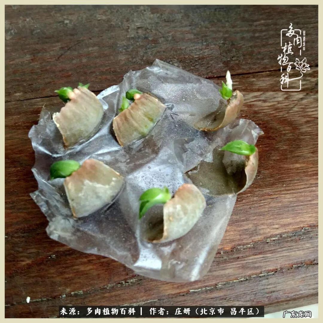 卡莱主教仙人球系列 巨大的仙人球后面在哪里