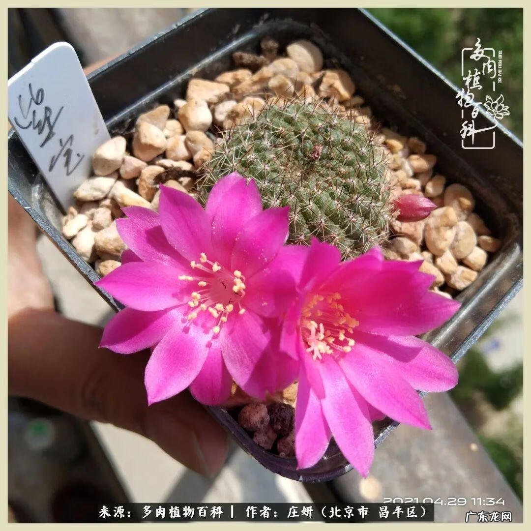 卡莱主教仙人球系列 巨大的仙人球后面在哪里