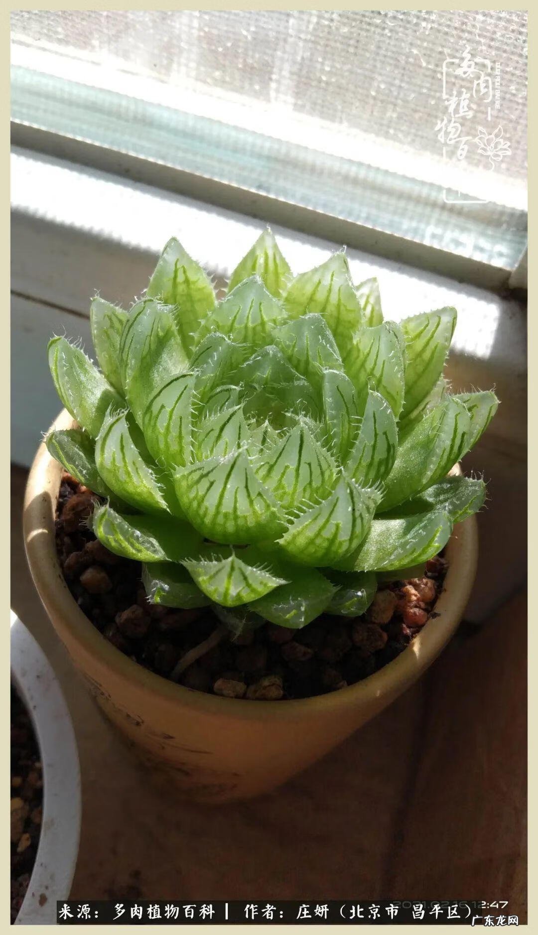 卡莱主教仙人球系列 巨大的仙人球后面在哪里