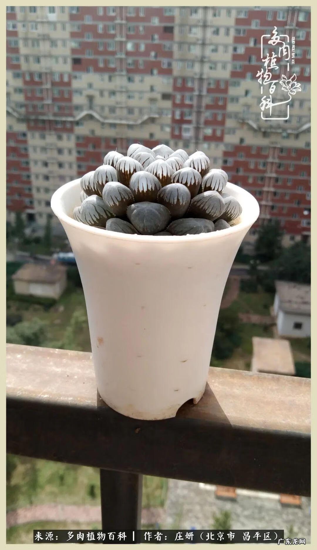 卡莱主教仙人球系列 巨大的仙人球后面在哪里