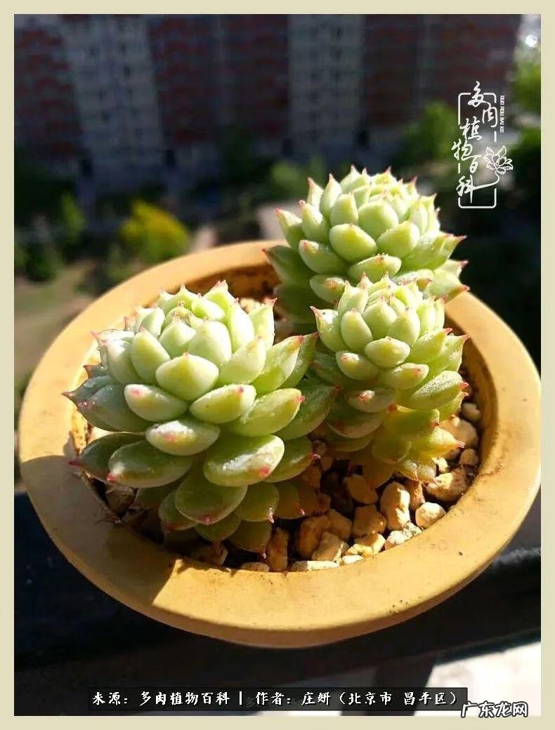 卡莱主教仙人球系列 巨大的仙人球后面在哪里