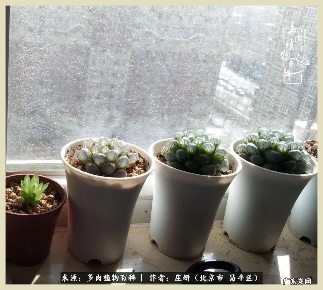 卡莱主教仙人球系列 巨大的仙人球后面在哪里