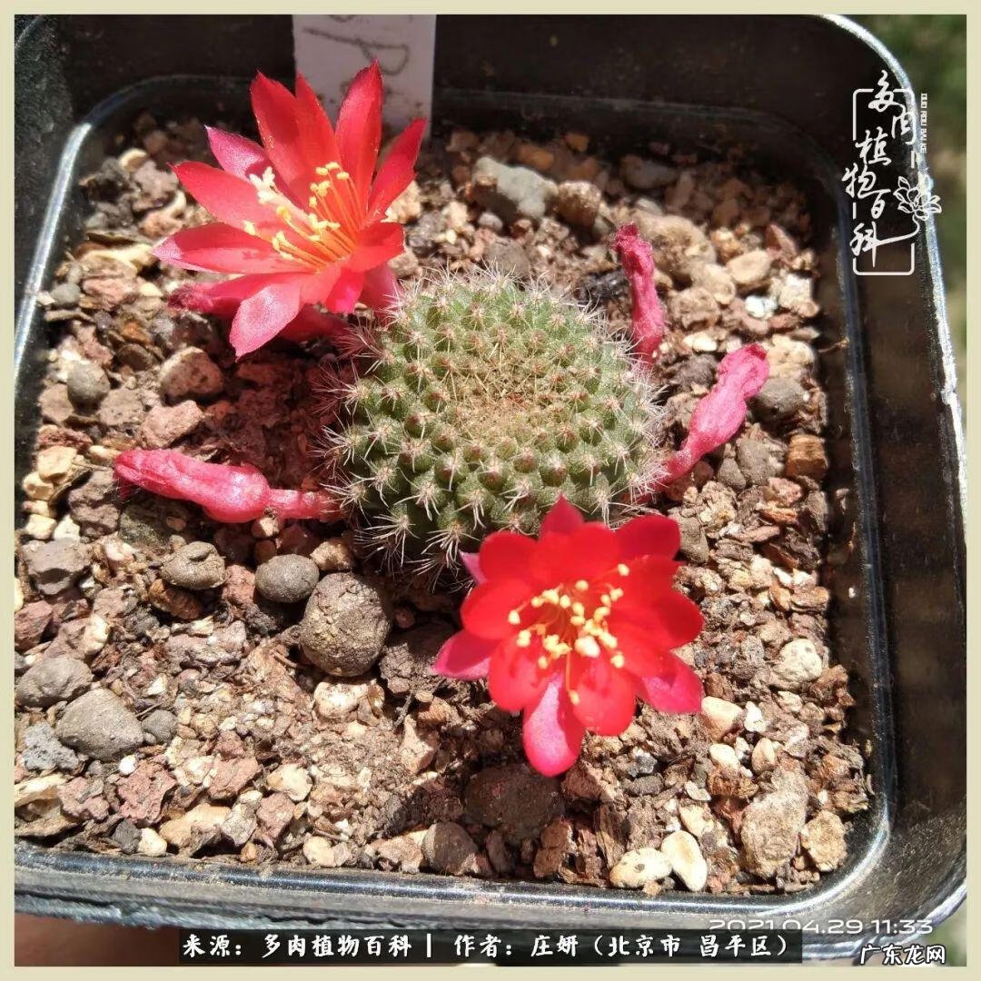 卡莱主教仙人球系列 巨大的仙人球后面在哪里