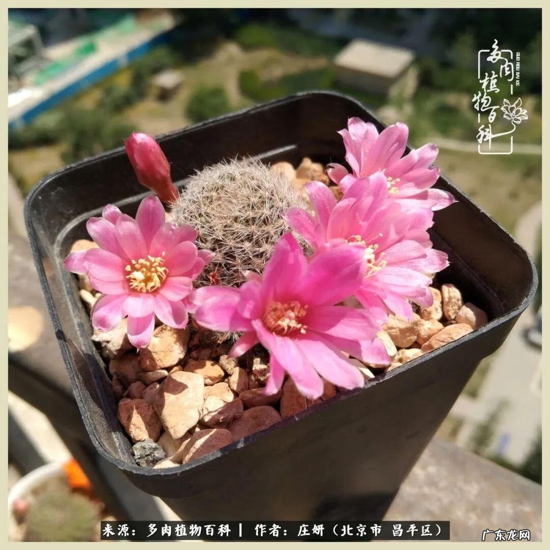 卡莱主教仙人球系列 巨大的仙人球后面在哪里