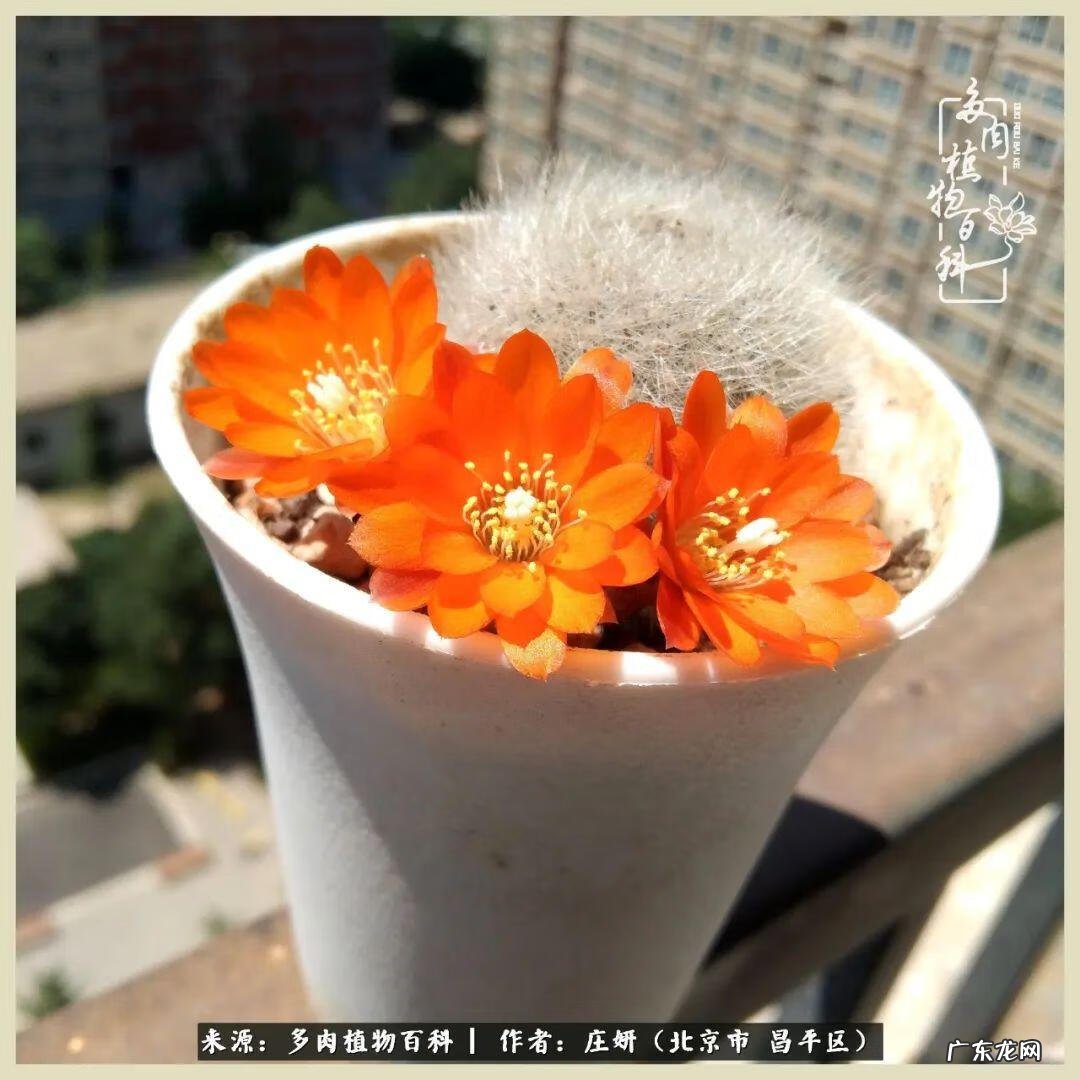 卡莱主教仙人球系列 巨大的仙人球后面在哪里