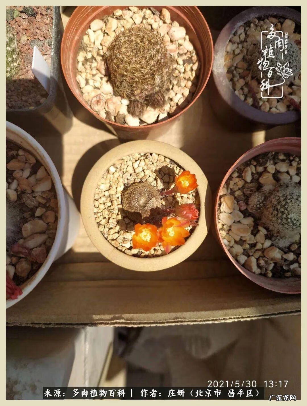 卡莱主教仙人球系列 巨大的仙人球后面在哪里