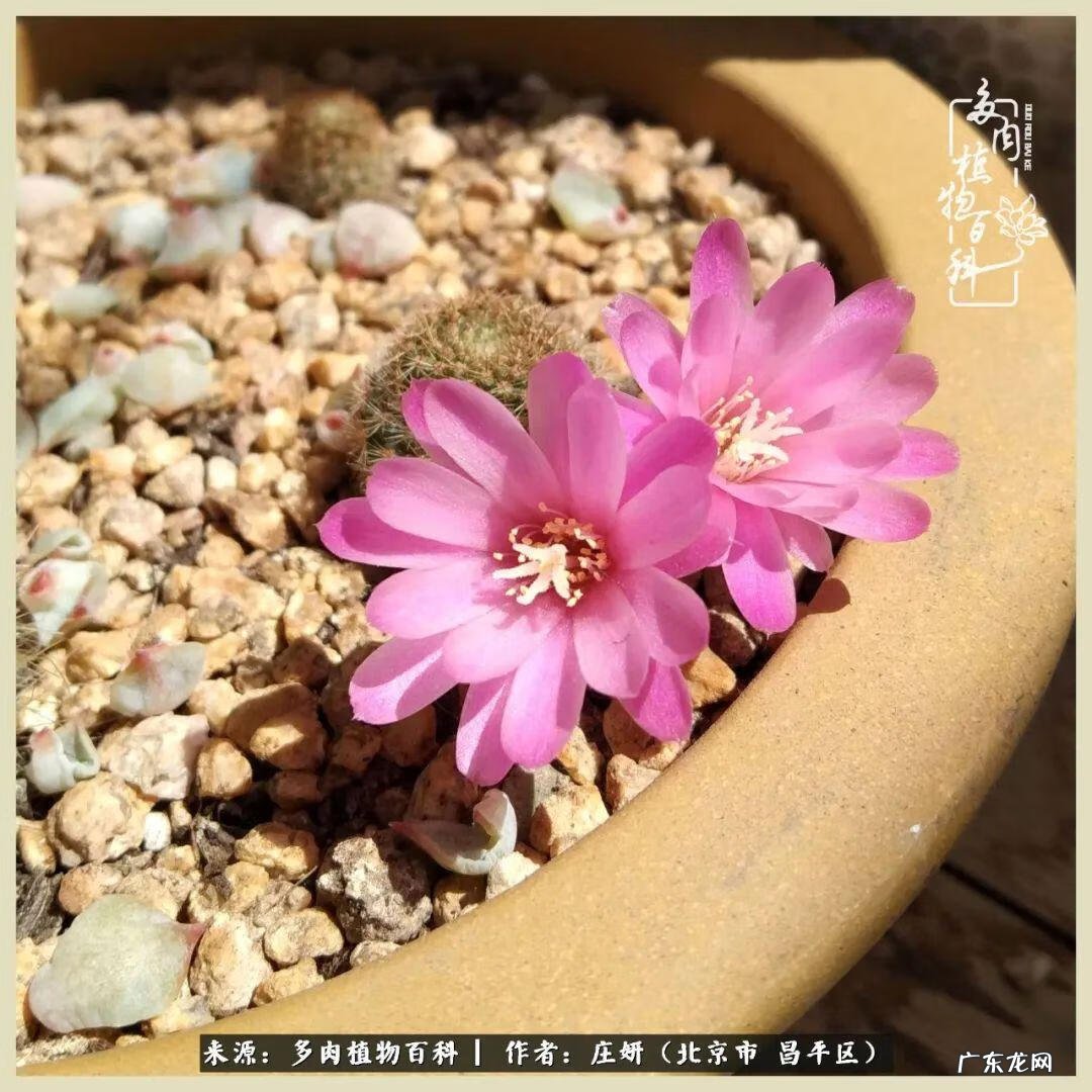 卡莱主教仙人球系列 巨大的仙人球后面在哪里