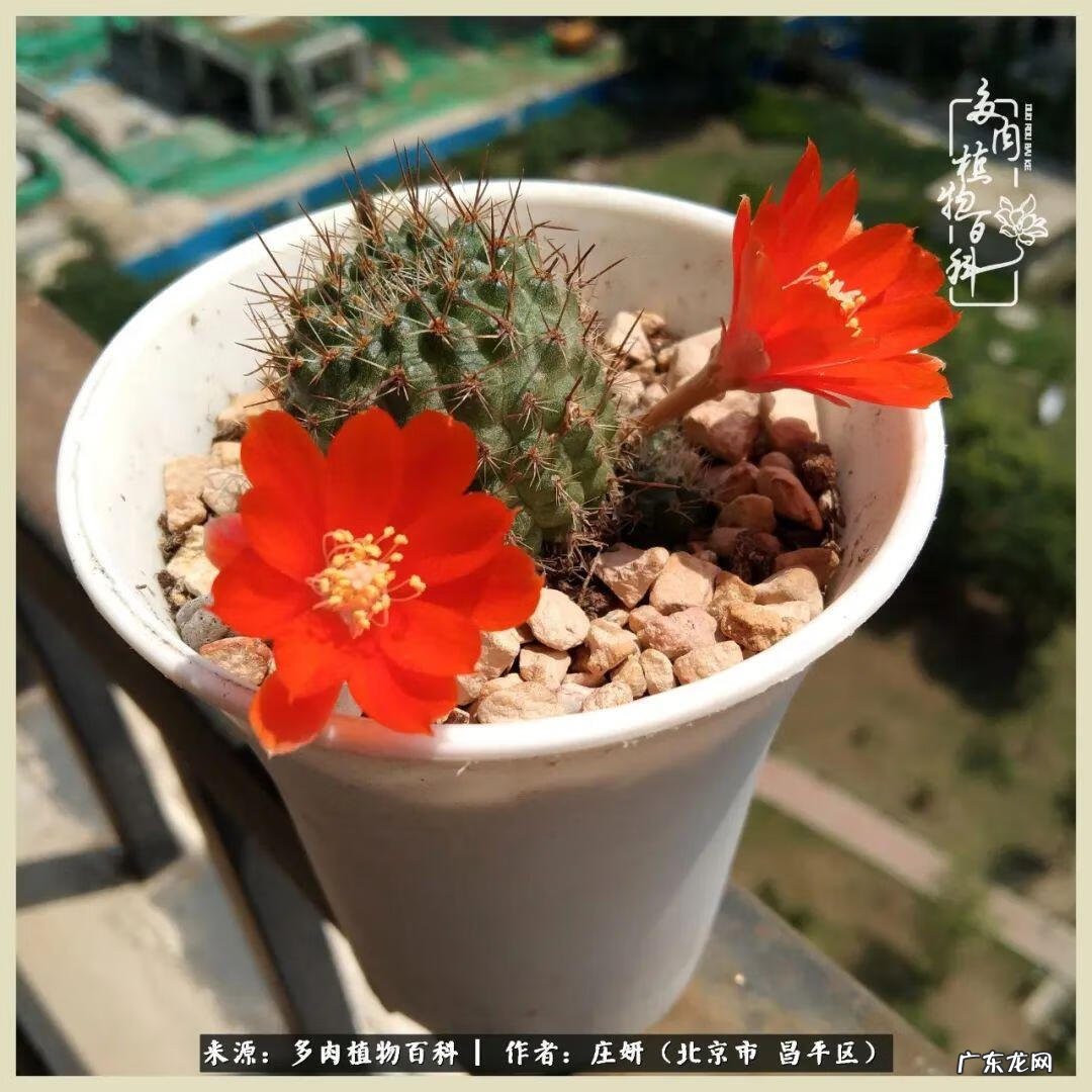 卡莱主教仙人球系列 巨大的仙人球后面在哪里