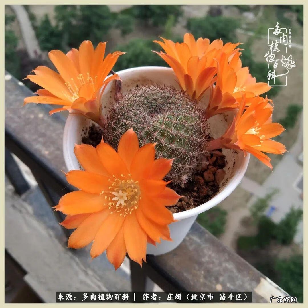 卡莱主教仙人球系列 巨大的仙人球后面在哪里