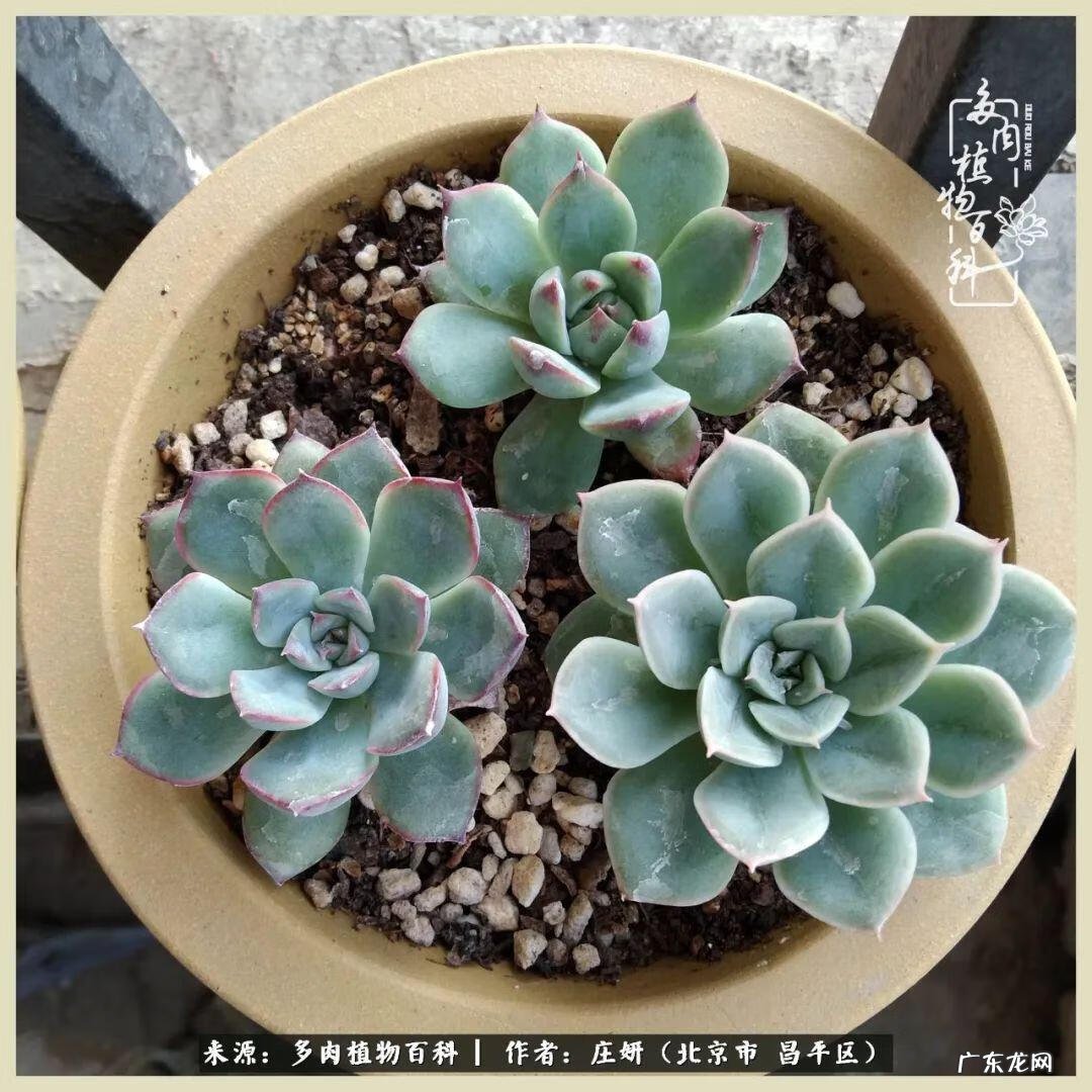 卡莱主教仙人球系列 巨大的仙人球后面在哪里