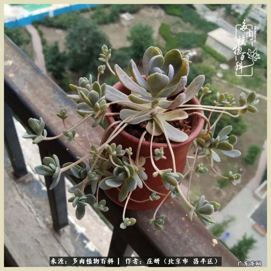 卡莱主教仙人球系列 巨大的仙人球后面在哪里