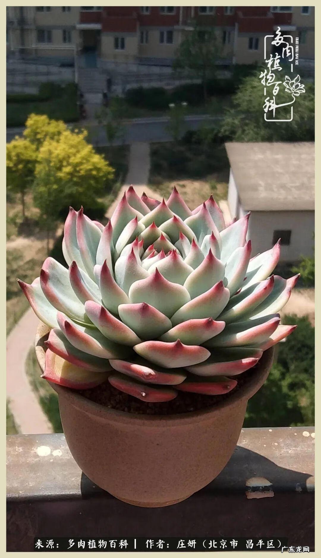 卡莱主教仙人球系列 巨大的仙人球后面在哪里